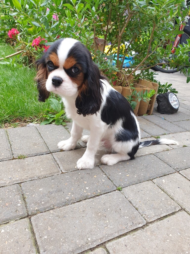 gumtree king charles cavalier